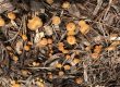 Fungi Castings