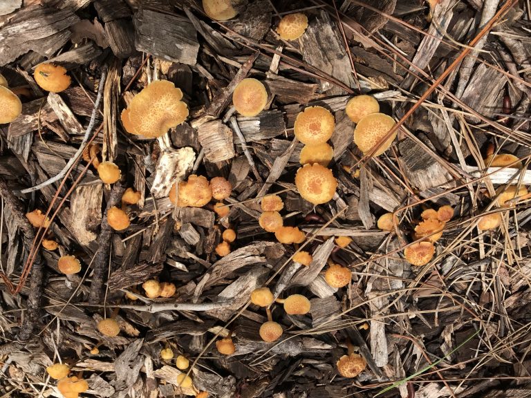 Fungi Castings